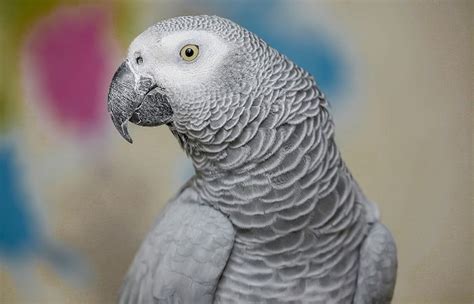 6 Most Intelligent Parrot Species Revealed