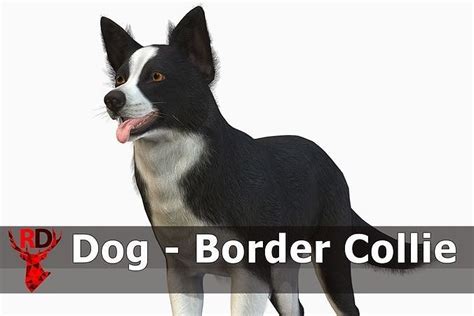 3d Model Dog Border Collie Vr Ar Low Poly Rigged Animated Cgtrader