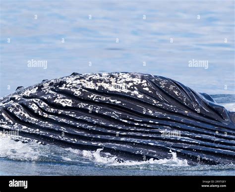 An Adult Humpback Whale Megaptera Novaeangliae Surface Lunge Feeding