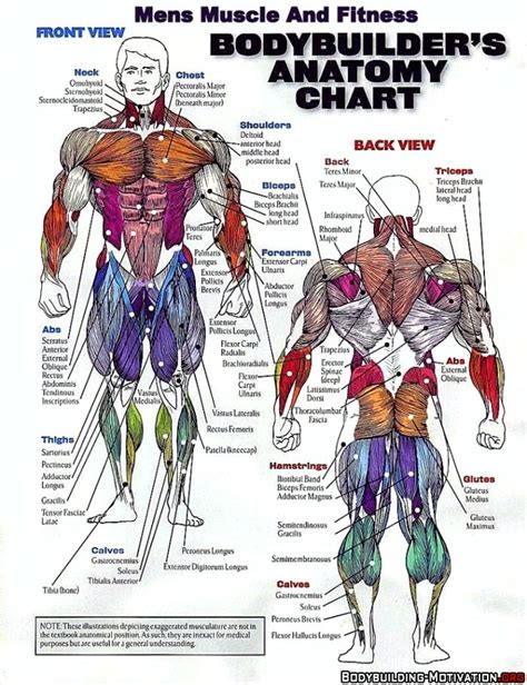 Apr 16, 2020 · the shoulder muscles play a large role in how we perform tasks and activities in daily life. bodybuilder's anatomy chart | Muscle anatomy, Body muscle ...