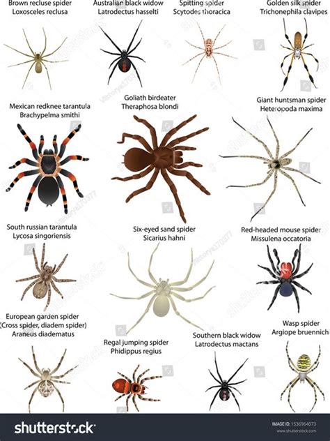 Collection Different Species Spiders Colour Image Stock Vector Royalty