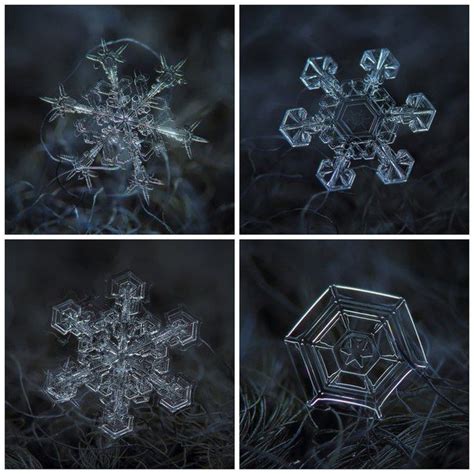 Snowflakes Under A Magnifying Glass By Alexey Kljatov Snowflake