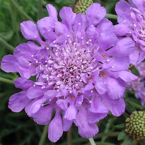 Scabiosa Columbaria Butterfly Blue Pincushion Flower Milaegers