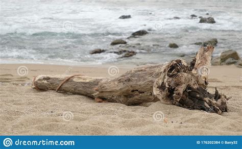 Driftwood Log On Sand At The Beach With Rocks And Ocean In Background