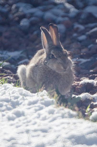 90 Wild Rabbit Sitting In The Snow Stock Photos Pictures And Royalty