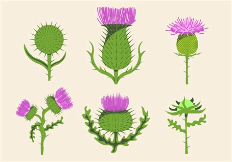 Set Of Thistle Vector That You Can Use For Your Project Enjoy