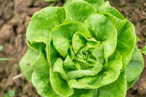 14 Different Varieties And Types Of Lettuce Epicurious