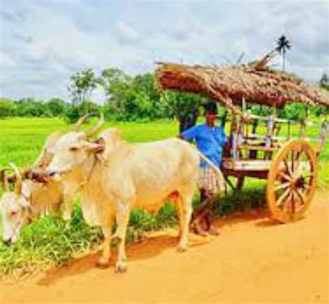 The Rustic Charms Of Sri Lankan Country Lifestyle A Magical