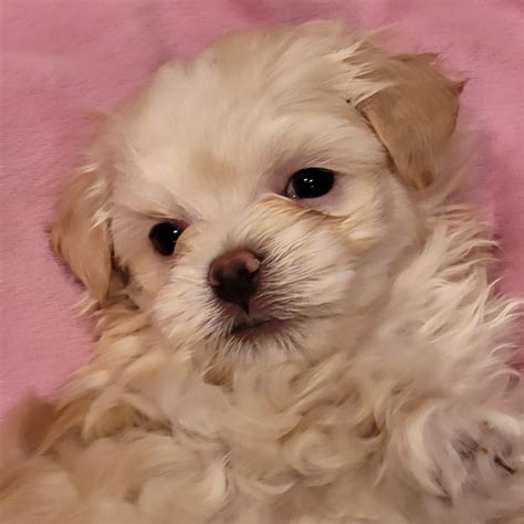 Morkie Puppies For Sale Raleigh Nc 442502 Petzlover