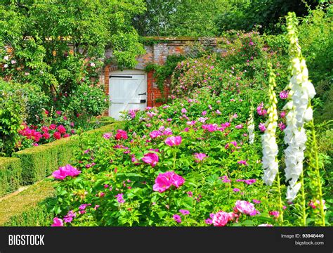 Old English Rose Image And Photo Free Trial Bigstock