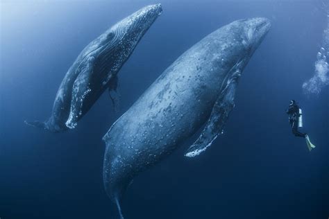 How Do Whales Dolphins And Porpoises Sleep