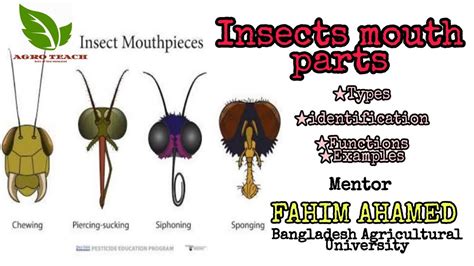 Learning Insect Mouthparts Types Youtube