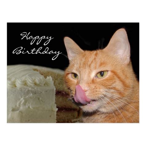 Funny Cat Birthday Postcard