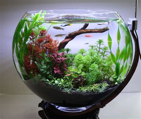 Can Goldfish Live In A Bowl With A Plant