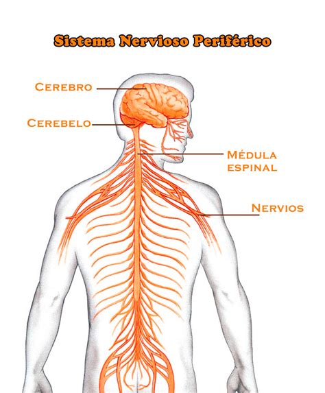 El Sistema Nervioso Periférico Función Partes Estructura Nervios