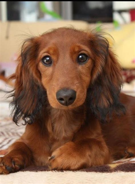Long Haired Weenie Dog Long Haired Doxie Dachshunds Doxies Wiener