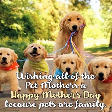 Pinterest Dog Mom Quotes Happy Mothers Day Wishes Pet Mom
