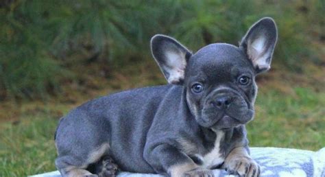 Lavender frenchie french bulldog harness violet french bulldog purple french bulldog french bulldog collar silver french bulldog lavender boston terrier fawn french bulldog puppy lilac. French Bulldog.Meet Lavender a Puppy for Adoption.