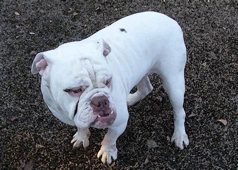 Filealtman White English Bulldog