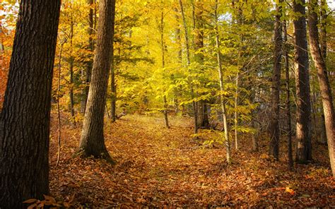 Download Wallpaper 2560x1600 Forest Trees Fallen Leaves Autumn