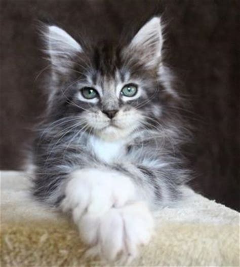 Find a maine coon on gumtree, the #1 site for cats & kittens for sale classifieds ads in the uk. Maine coon kittens for sale in oregon - Oregon Maine Coons