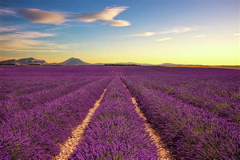 Lavender Flower Blooming Fields Endless Rows On Sunset Valensol 1