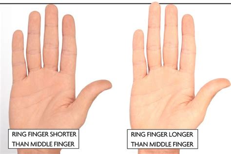 Men With A Longer Ring Finger Are More Likely To Attract Women With A