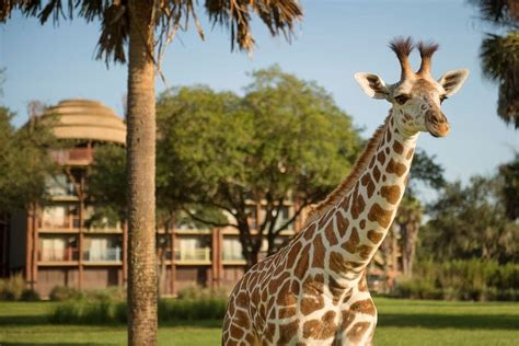 Aktualisiert 2021 Disneys Animal Kingdom Lodge Standard View