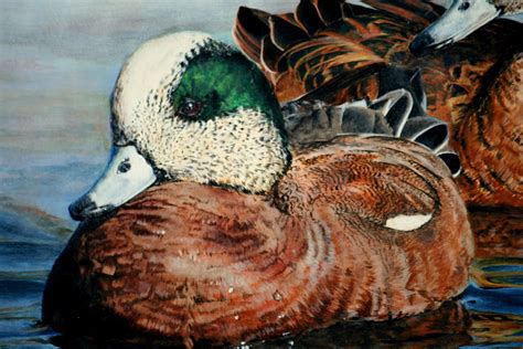 American Wigeon 2007 Federal Junior Duck Stamp Art Contest2007