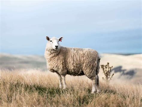 Self Shedding Sheep In Australia Everything You Need To Know