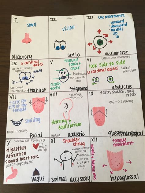 Cranial Nerves Mnemonic Function Labeled Names In Order Definition Artofit