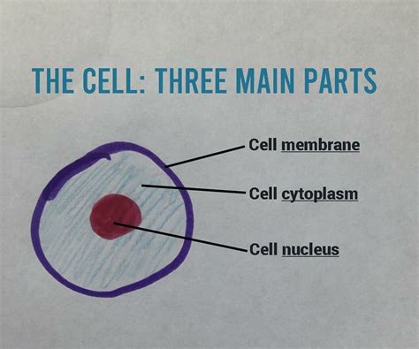 The Cell Three Basic Parts Colleen Love Words Toronto Freelance Writer