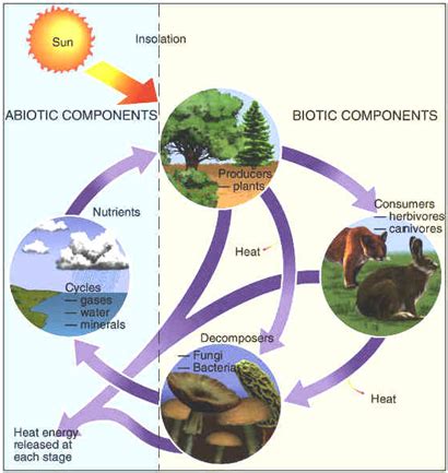 Komponen Abiotik Dalam Ekosistem Ilmulingkungan Com Informasi