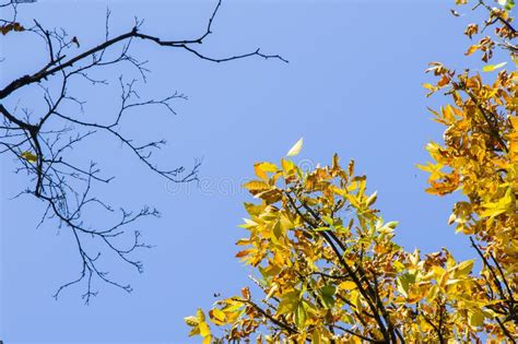 Natural View Of Autumnal Leaves On The Tree Branches Under A Clear Blue