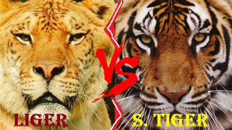 Liger Vs Tiger Liger Vs Siberian Tiger Who Would Win Youtube