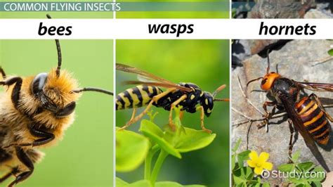 Hornets Wasps And Bees Differences And Characteristics Lesson