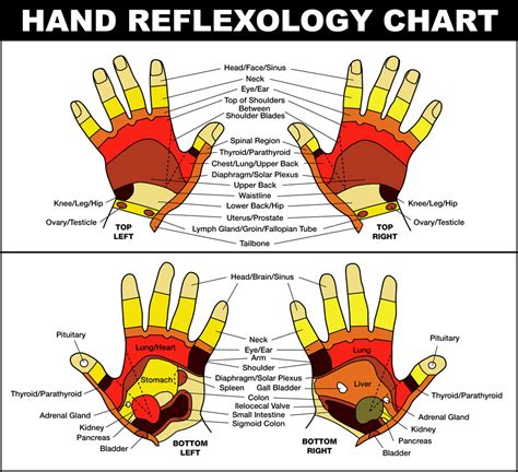 Reflexology Chart Hands