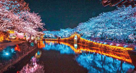 Time To Admire Cherry Blossoms In Wuxi