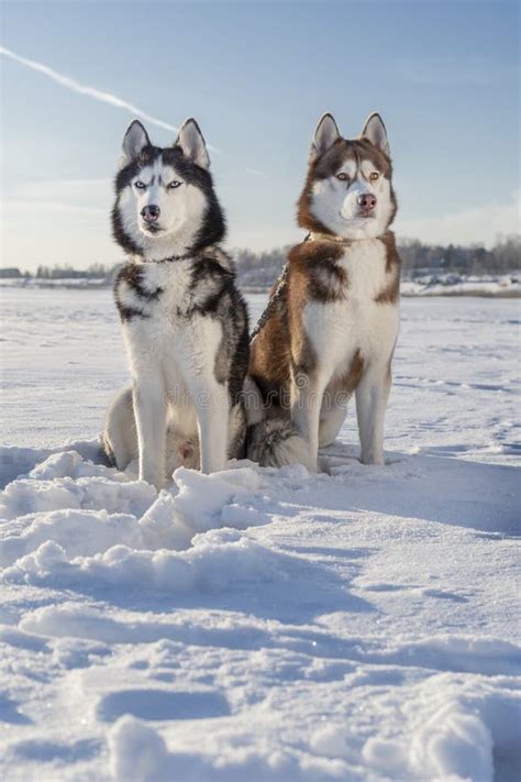 Winter Landscape With Beautiful Siberian Husky Dogs Husky Dogs Sit On