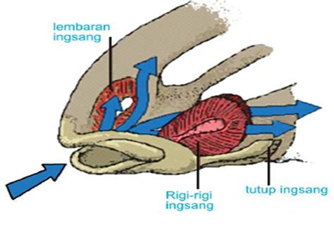 Contoh Alat Pernapasan Pada Hewan Pr Sekolahku