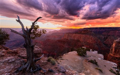 Nature Landscape Sunset Canyon Clouds Trees Grand Canyon Usa Arizona Dead Trees