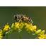 Green Insects Bug Mantis Macro Close Up Nature Wallpaper 