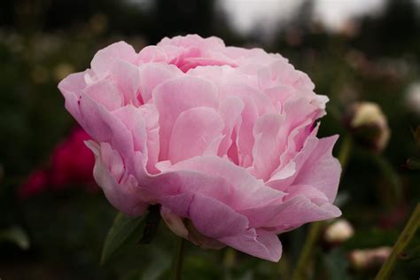 Most Popular Peonies Available In Brooks Gardens 2019 Peony Roots