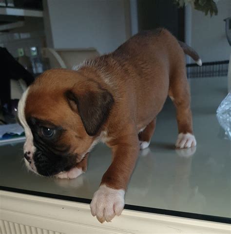 Boxer Puppies For Sale Indianapolis In 324011