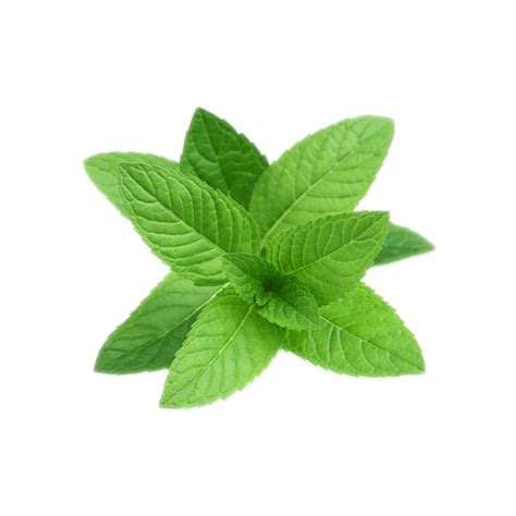Peppermint Png High Quality Image Png All Png All