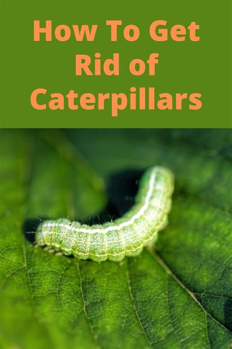 How To Get Rid Of Caterpillars In Your Garden Getting Rid Of Moths