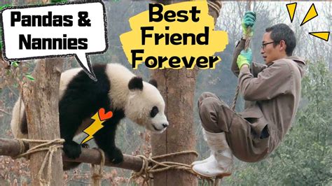 Panda Theme Nanny Is Pandas Best Friend Ipanda Youtube