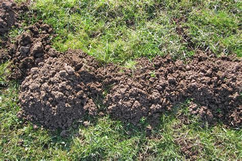 Check spelling or type a new query. Drahtkörbe schützen vor Wühlmäusen - Landwirtschaftskammer ...