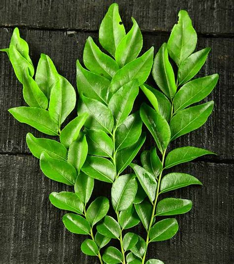 Curry leaves hair pack with henna: How To Use Curry Leaves For Hair Growth
