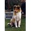 Rough Collie Vs Keeshond  Breed Comparison MyDogBreeds